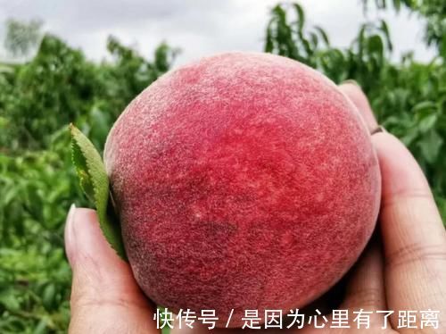 健康|叮嘱家人夏天吃桃子要注意,必须避开这几点,才健康又安全