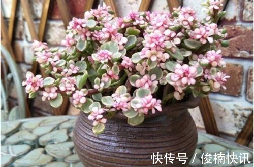 家中养一盆金枝玉叶,满足这些条件,还能开花,长成传家宝