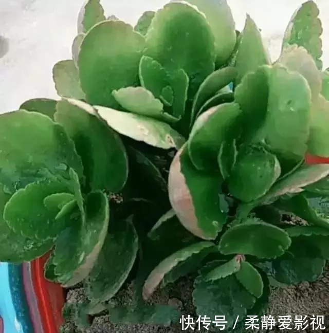 长寿花不长花苞怎么办,用点小技巧,花苞蹭蹭的冒