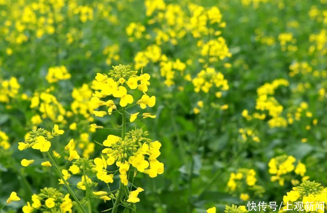 满目金黄香百里，快来宝山这片油菜花田寻春意