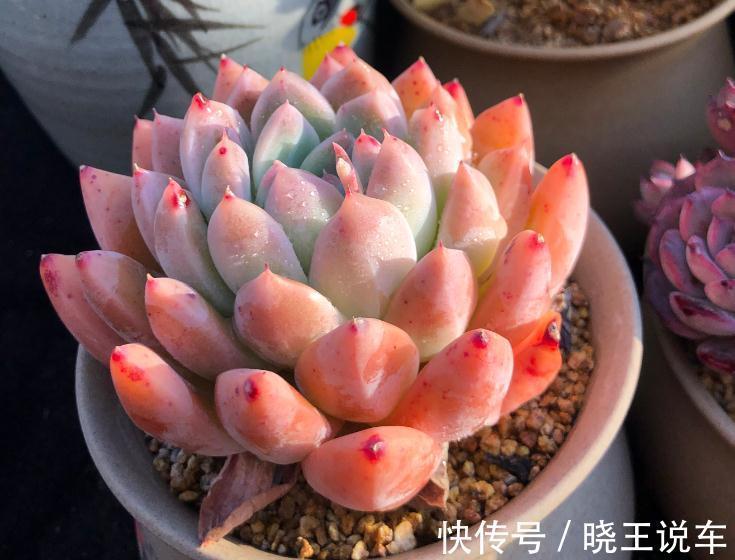 好看好养,度夏无忧,能够养出自信的十款多肉植物推荐