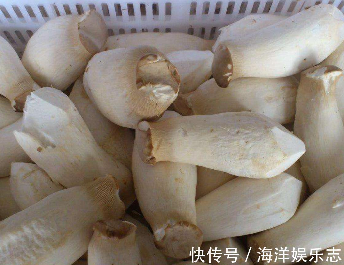 买杏鲍菇,挑长的还是短的菜农说漏嘴,好在没选错