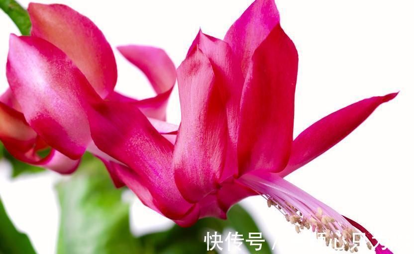 1种溶液养蟹爪兰,养分充足,开花满盆