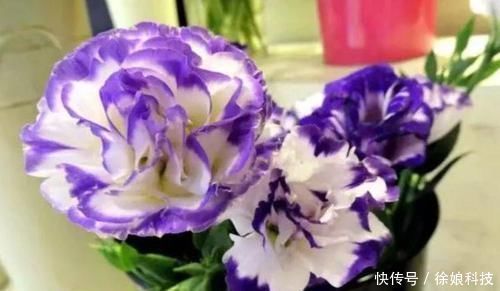 花色|4种花养家里,清新浪漫、气质出众,人养花,花也养人