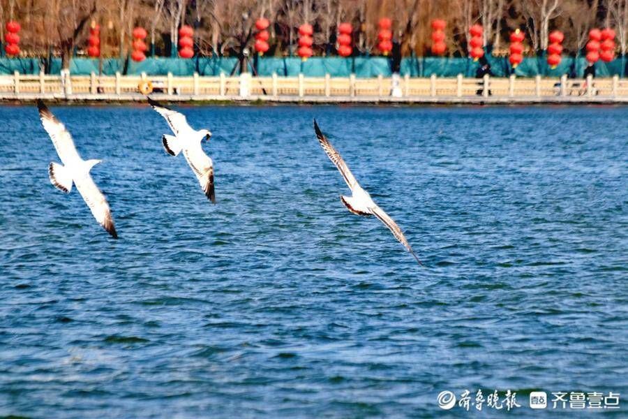 大明湖|好景山东｜海鸥打卡济南大明湖！捕鱼炫技走起