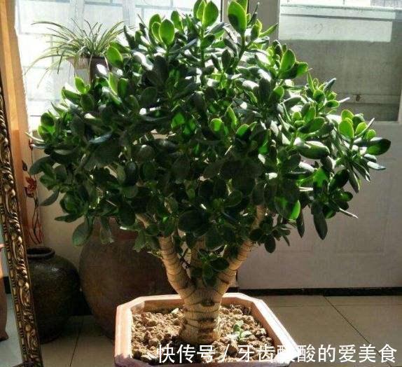 10大健康花,建议养一盆,不但能吸废气制氧气,还好养贵气