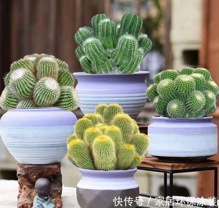 金钱树|容易被水浇死的“6种花”,养不活都是由于手太勤