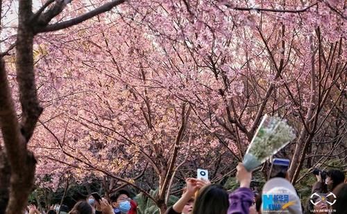 福建泉州：古寺樱花开