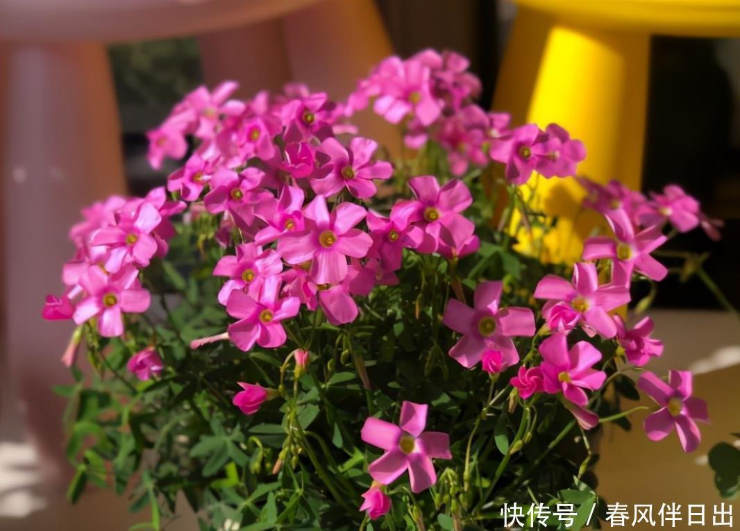 别再被“小窍门”忽悠了,这些才是真正的好花肥