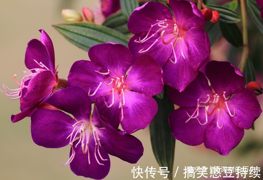 此花花色艳丽,优雅的花姿给人以雍容华贵的美感,寓意为自然