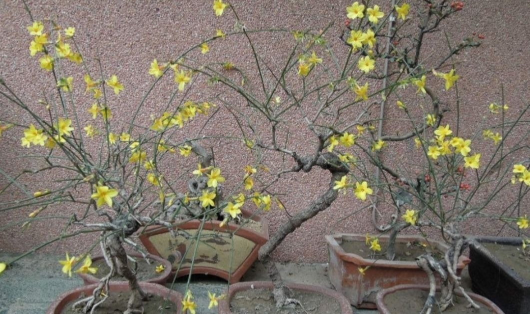 立秋以后,4种花别再修剪,否则影响正常开花