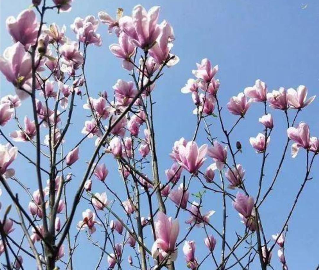 家中有院子，栽上1种观赏树，春天开花硕大又美丽