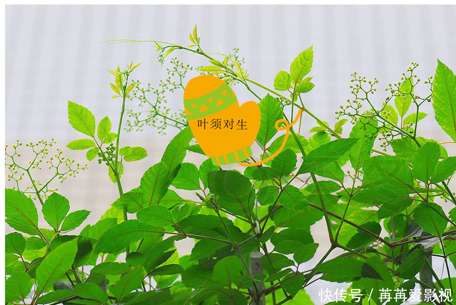 宝贝|农村一种结黑豆豆的爬藤类野草,城里老太太却当作宝贝,为什么?