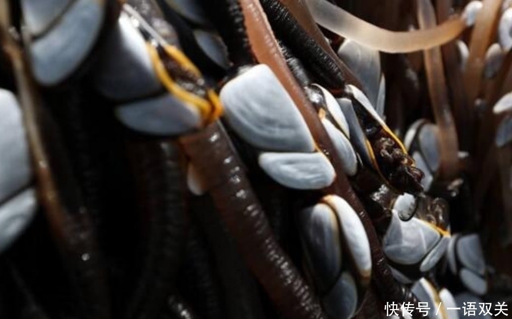 人因|世界上最昂贵也是最危险的海鲜之一,每年有无数人因采摘它而受伤