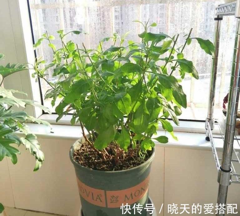 养分|让蓝雪花秋天开花更多的2个方法，不要舍不得，要辣手摧花