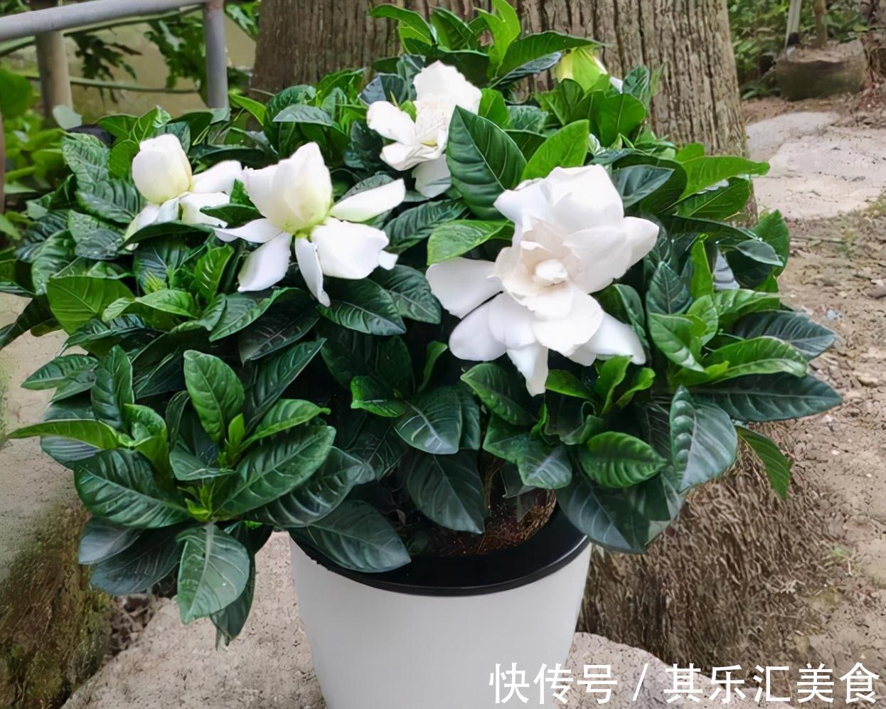 香水|5种香水花，家里养一盆，花香怡人，好看又好闻