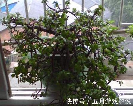 冬季金枝玉叶怎么养，学会4个小窍门，株型美叶片绿，真值