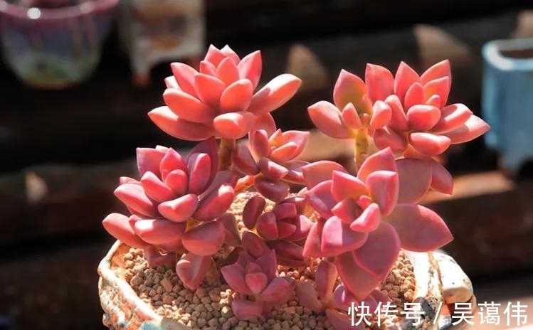 多肉姬胧月,虽然已经沦为赠品,但是养出状态金不换