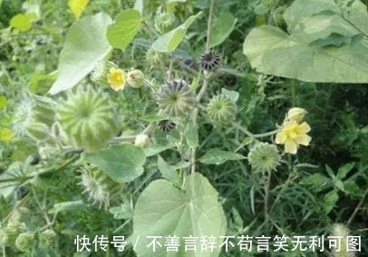 农村|农村生长的一种野草,看到了就采摘,因为在城里是个宝