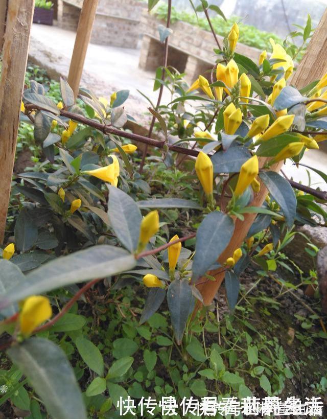 这种“香水花”，家里摆上一盆，满屋飘香，轻松爆盆