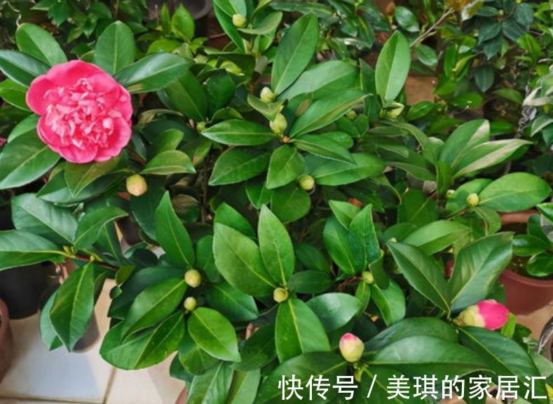 高温|夏季高温，养盆四季杜鹃茶，满足3要点，花期持续一整年