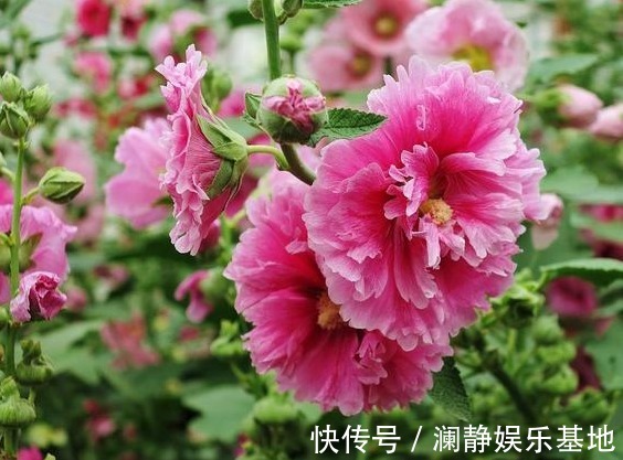 5种“懒人花”，个个长爆盆，开花也漂亮，家里变成“小花园”