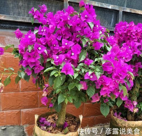 三角梅|3种漂亮花,最爱吃剩饭,每月喂1碗,花量翻一番