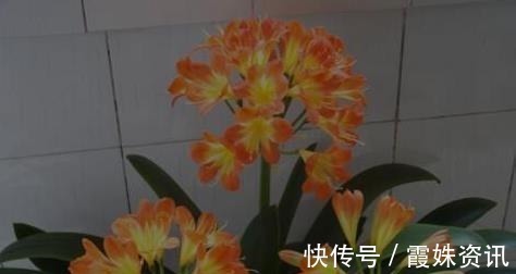 养护|李大爷只用它养君子兰,不花一分钱,1年开花2次全都爆盆