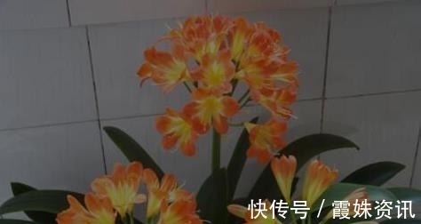 养护|李大爷只用它养君子兰，不花一分钱，1年开花2次全都爆盆