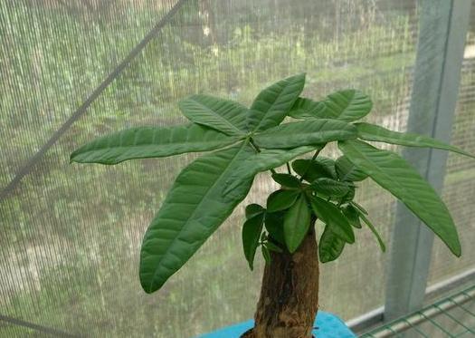 养观叶植物发财树，盆栽打蔫、没精神还生长迟缓该怎么办