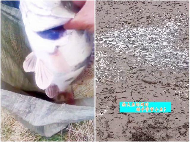 实拍洞庭湖退水后的滩涂,大鱼被人捡走,挑剩的小鱼在淤泥里等死