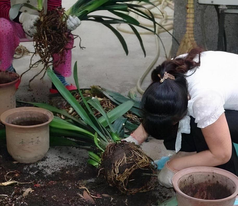 养好君子兰,根本不花钱,找点“废物”浇一浇,长成“极品兰”