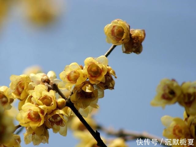 懂行的人冬天坚决不买三种花,哪怕很便宜,也不白花钱!