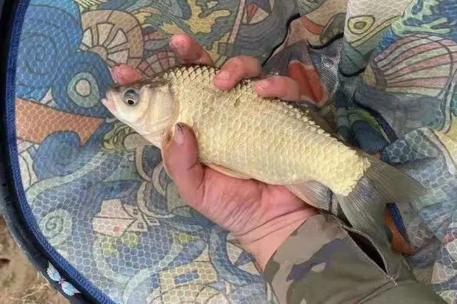 小鲫鱼泛滥，饵料下水就被抢？用了这几招上的都是大板鲫！
