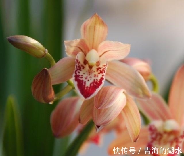 女士养兰花,首选“红满天”,花色艳丽,兰香四溢,长期有花赏!