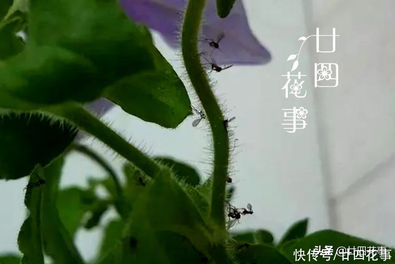 花盆“小黑飞”太烦人，用“3招”统统灭杀，想杜绝还需注意1点