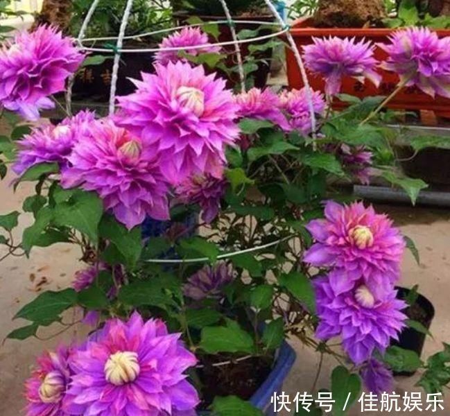 美极了|夏天“盛开”的几种花,越热越开花,家中养2盆,美极了