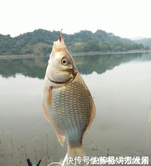 钓友|都说顿口中鱼率高，为啥浮漂却出不来顿口怎样才能调出顿口