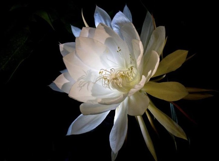 不再|昙花叶片为何频频发黄教你如何预防,让其健康生长,不再枯黄!