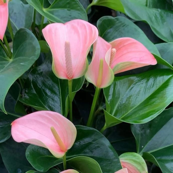  惹人爱|美丽晋宁：小小红掌色彩多，心形花朵惹人爱