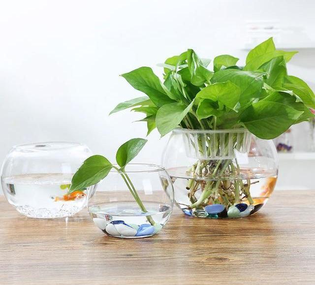 水培绿萝,施肥要谨慎,一个不注意,黄叶满盆,臭味满屋