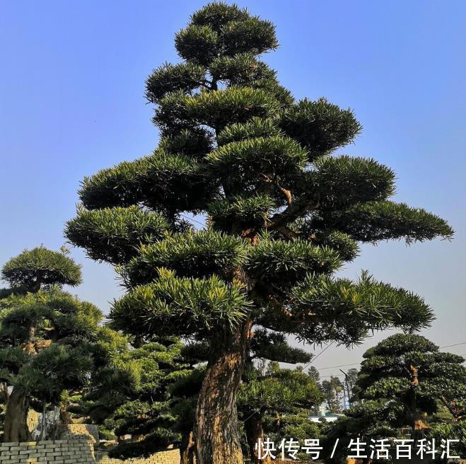 栽种|院子里有空地要种三种树,没空地挤挤也要种,寓意深远