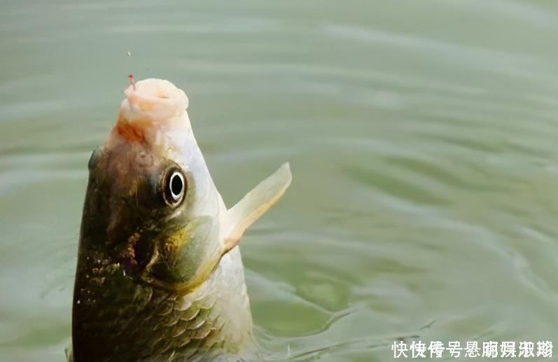 新手调漂，如何准确调漂找底以及更好的调节浮漂灵敏度，看这里