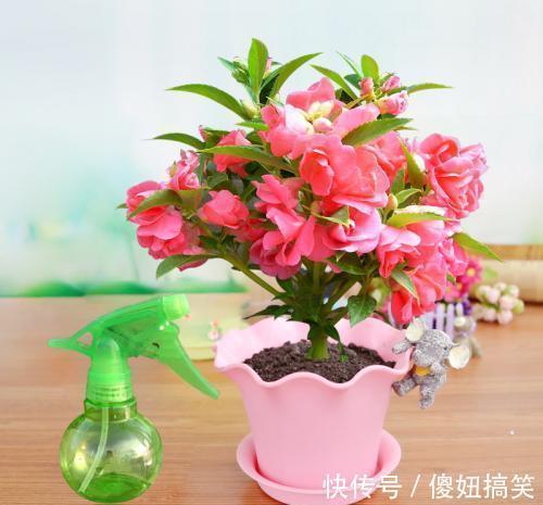 凤仙花|家里万万不要养这几种花，放一盆都会对身体不好，聪明人都懂避开