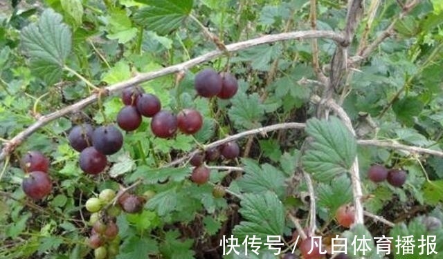 灯笼果|路旁一种野果,营养丰富价值高,目前33元一斤,你们认识吗?