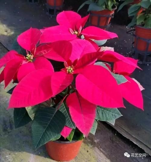 室内养花“黑名单列表”,早该搬出去,还你干净卫生的空气