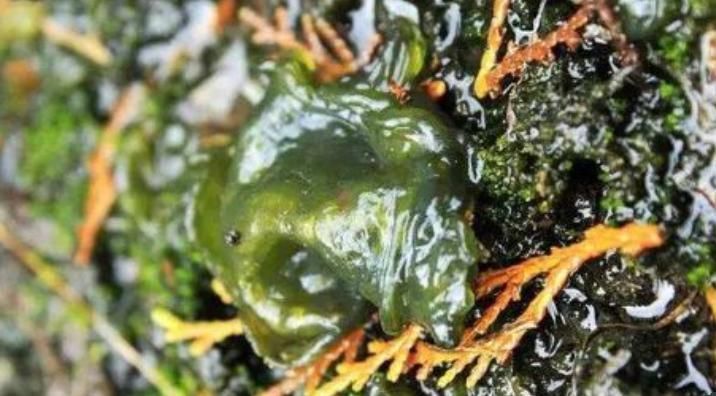 乡下常见的野草,虽然其貌不扬,好在营养价值却不低,不可小瞧哦