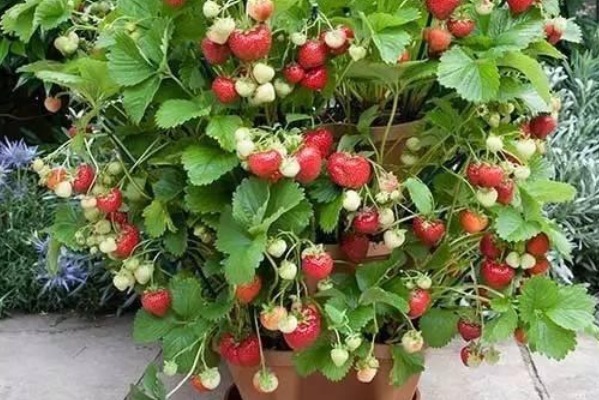 过氧化脂质|这四种果树放阳台养,一盆能挂满果,居然节约不少买水果的钱