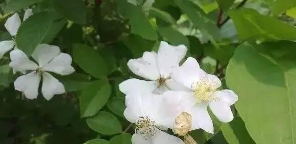 这5种花以后不要买了,很多人被坑了还不知道!