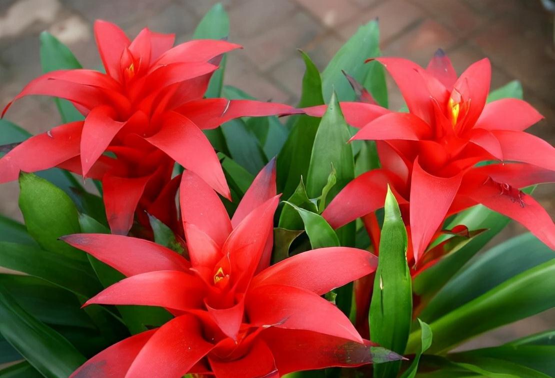 五种“旺宅花”，适合养客厅，一种比一种好养，一个比一个好看